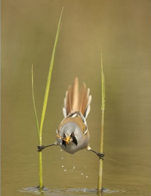 Hayvanların 'O' anları - Resim: 1