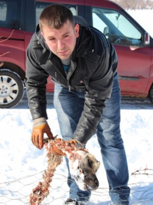 Kurt saldırısından geriye bu kaldı - Resim: 2