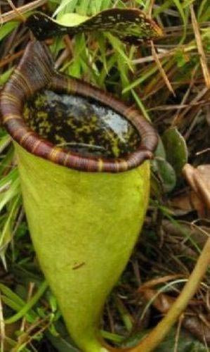 Bitki canlı canlı fare yedi! - Resim: 2