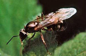 Onlar böcekler aleminin en zekisi! - Resim: 3