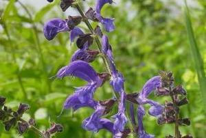 Bu 15 bitkiyi sofranızdan eksik etmeyin - Resim: 1