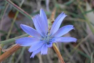 Bu 15 bitkiyi sofranızdan eksik etmeyin - Resim: 4