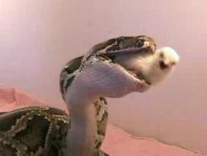 Aç kaldığında insana bile acımıyor! - Resim: 3