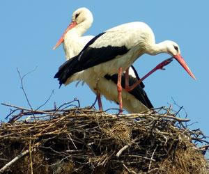 En ilginç sorular - Resim: 2