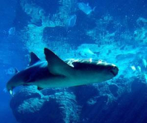 En ilginç sorular - Resim: 4