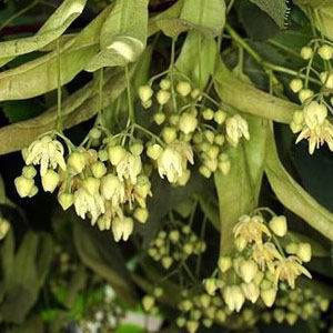 Her derde deva bitki çayları - Resim: 2