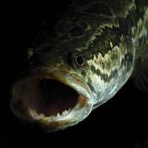 Ağaca tırmanabilen balık "fishzilla" - Resim: 2