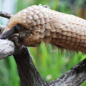 Siz böyle bir hayvan gördünüz mü? - Resim: 1