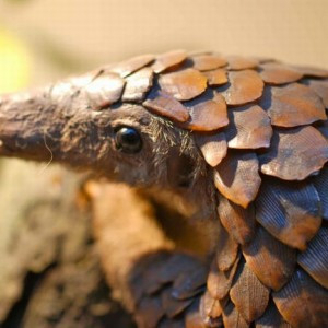 Siz böyle bir hayvan gördünüz mü? - Resim: 2