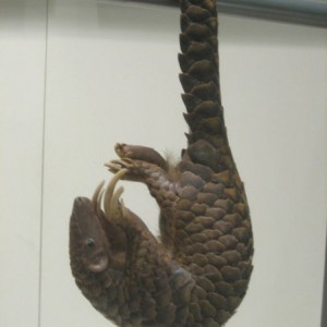 Siz böyle bir hayvan gördünüz mü? - Resim: 3