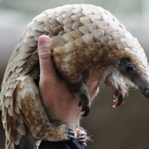 Siz böyle bir hayvan gördünüz mü? - Resim: 4