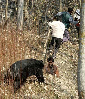 Ayı, adamı böyle parçaladı - Resim: 2