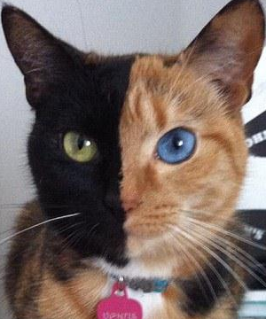 Dünya Kediler Günü  - Resim: 1