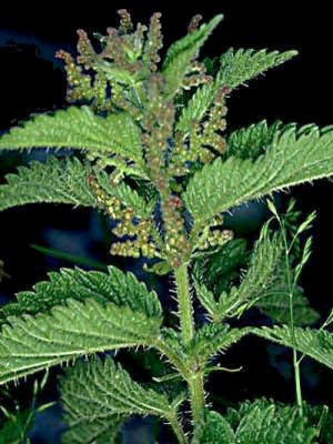 Hangi bitki neye iyi gelir? - Resim: 3