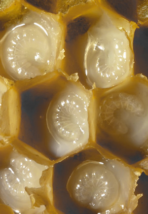 Arı sütünün mucizeleri inanılmaz - Resim: 1