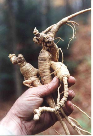 Her derde deva bitkiler - Resim: 2