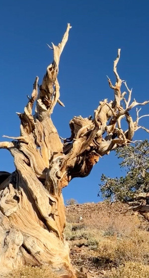 İşte dünyanın en yaşlı ağacı Methuselah! Tam 4 bin 858 yaşında