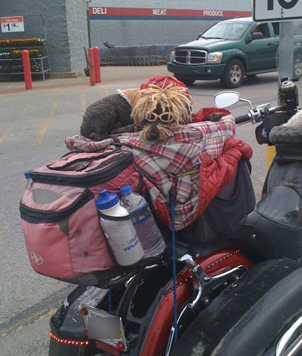 Marketlerin akıl almaz müşterileri - Resim: 2