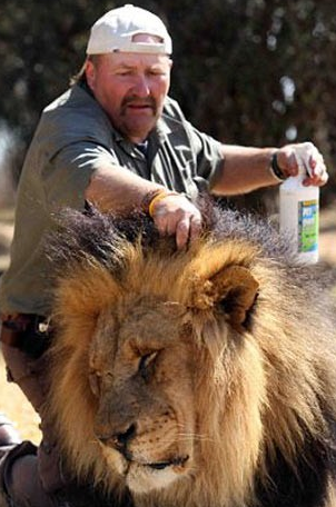 Aslanlara masaj yapan adam - Resim: 4