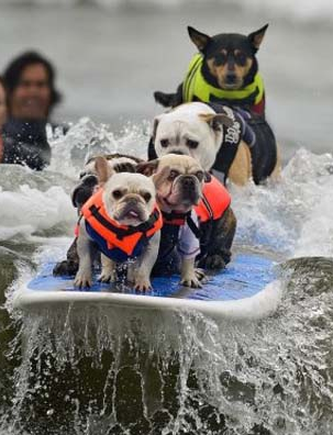 2011'in en iyi 50 hayvan fotoğrafı - Resim: 1