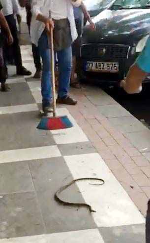Şanlıurfa'da kahvehanede oturanların başına yılan düştü - Resim: 1