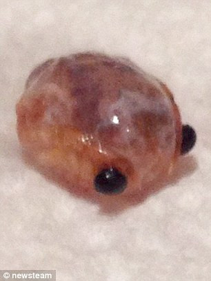 Yediği ton balığının içinde bir çift göz gördü! Şoke oldu - Resim: 3