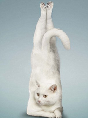 Bu hayvanlar spor meraklısı! - Resim: 4