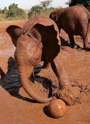 Yavru fillere bayılacaksınız - Resim: 4
