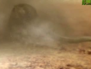 Anakondanın Jaguara saldırdığı anlar - Resim: 2