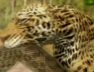 Anakondanın Jaguara saldırdığı anlar - Resim: 4