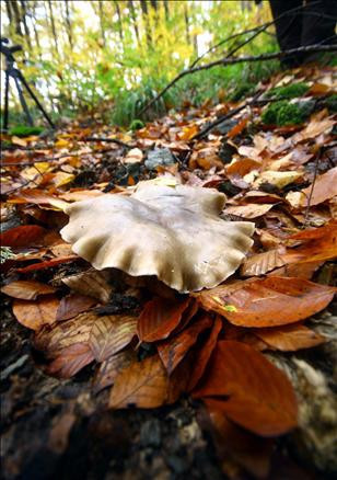 Yedigöller'de sonbahar  - Resim: 2