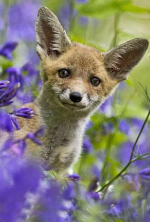 Tilki ve köpeğin şaşırtan dotluğu - Resim: 4