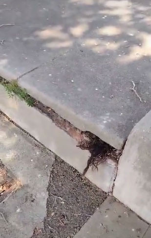 Mezar ziyaretinde şoka girdi! Mezar taşları arasından saçlar çıktı - Resim: 0