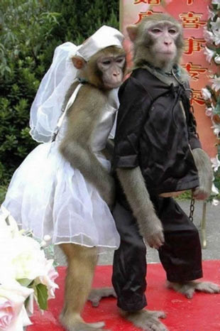 Hayvanlar insanlara özenirse - Resim: 1