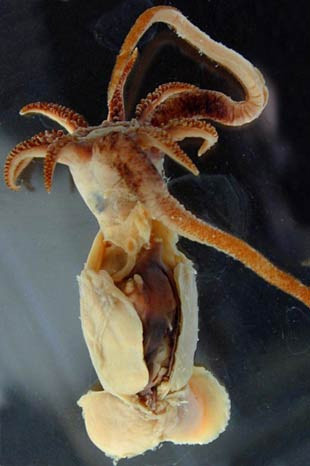 İnsan gibi dişleri var - Resim: 2