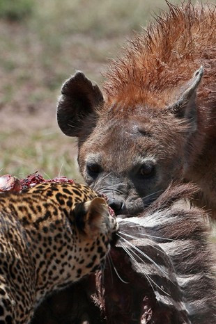 Leoparla sırtlanın amansız kapışması - Resim: 1