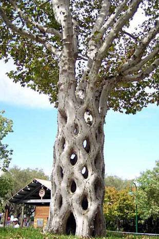 Dünyanın en ilginç ağaçları - Resim: 4