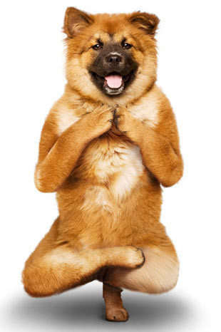 Bu köpekler yoga yapıyor - Resim: 1