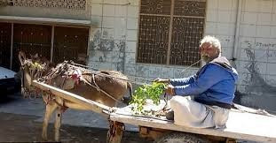 25 yıldır hiç hastalanmadı sadece onu yiyor! - Resim: 4