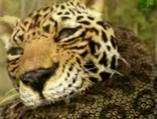 Anakondanın Jaguara saldırdığı anlar - Resim: 1