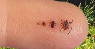 Kızının tırnağında siyah bir nokta fark etti hemen hastaneye koştu - Resim: 1