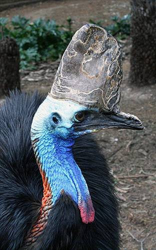 Dünyanın en tehlikeli kuşu: Cassowary - Resim: 1