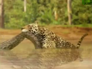 Anakondanın Jaguara saldırdığı anlar - Resim: 3