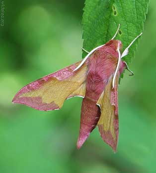Microkozmoz sizi hayran bırakacak - Resim: 2