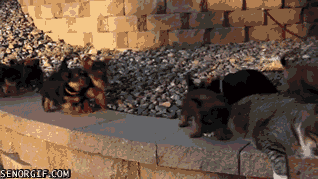 Yok artık dedirtecek eğlenceli gifler! - Resim: 2