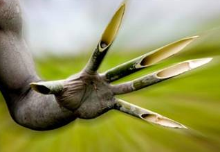 Burada bakirelerin evlenmesi yasak - Resim: 3