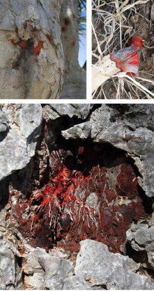 Bu ağaç kanıyor - Resim: 2