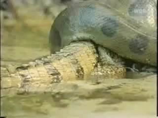 Aç kaldığında insana bile acımıyor! - Resim: 4