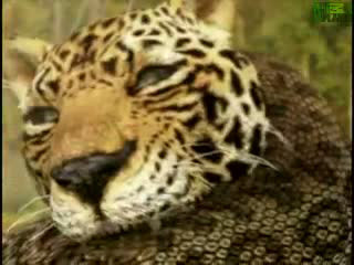 Anakonda'nın saniye saniye saldırışı - Resim: 1