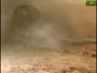 Anakonda'nın saniye saniye saldırışı - Resim: 2